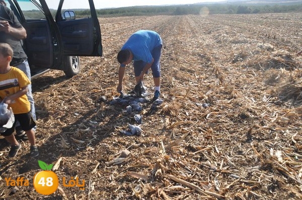 7amam lud monir 908 (23).JPG